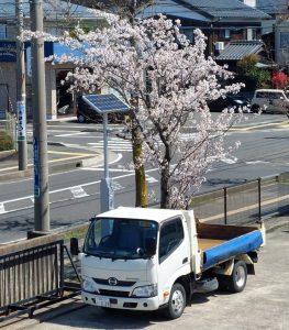 さくら満開